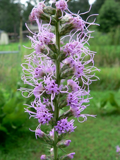 {Liatris spicata}